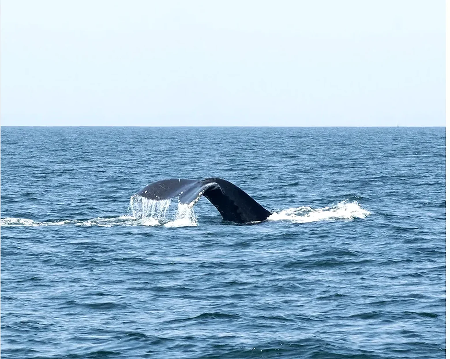 La cola de una ballena jorobada emergiendo en la Bahía de Banderas, frente a Puerto Vallarta